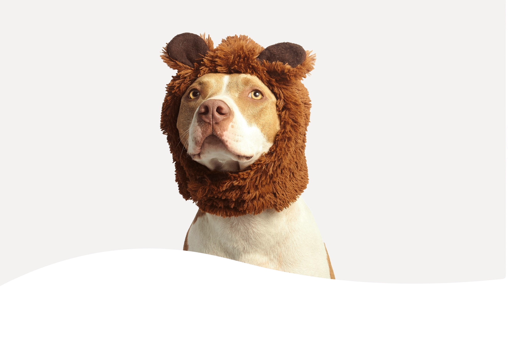 PetPulse Logo