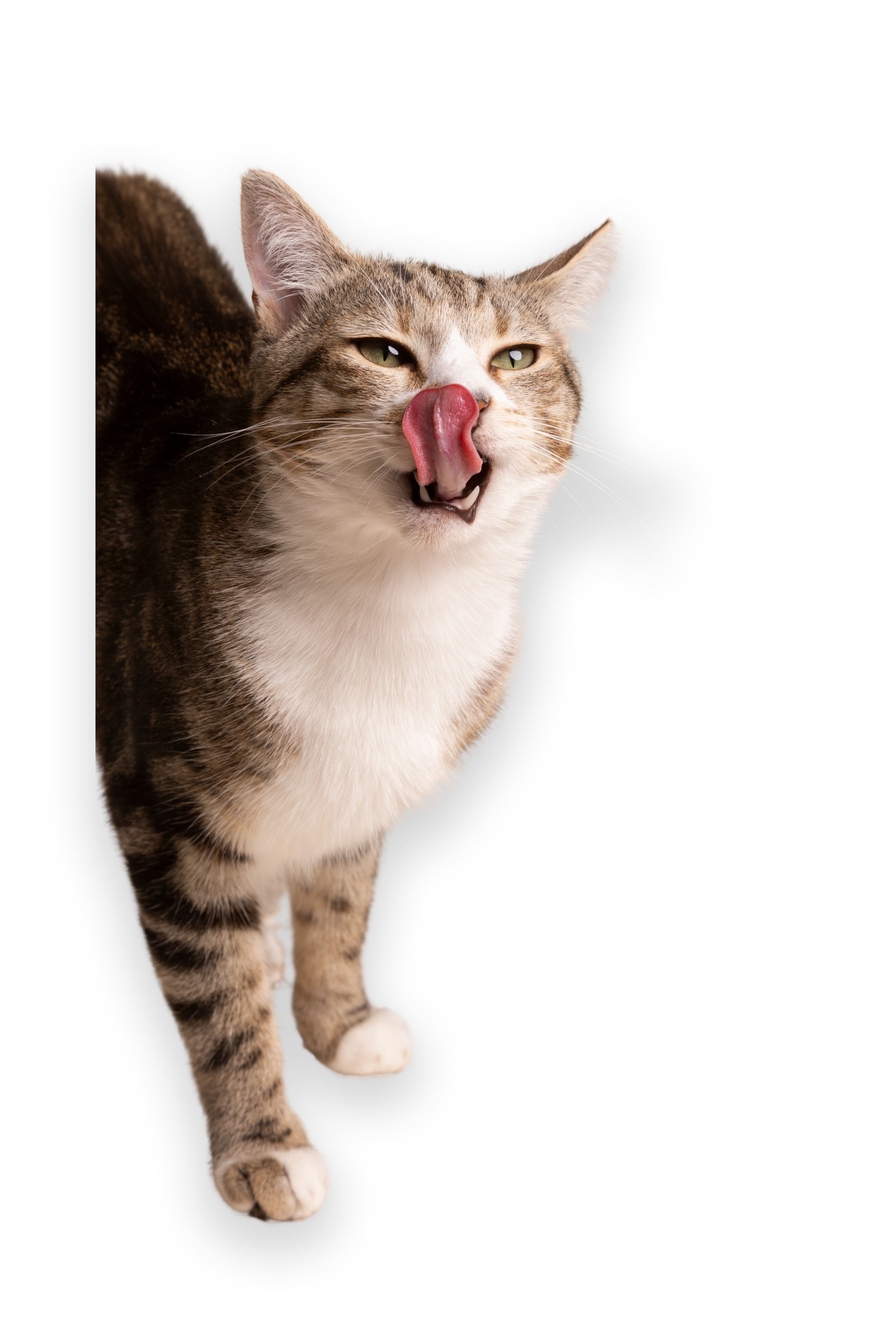big cat