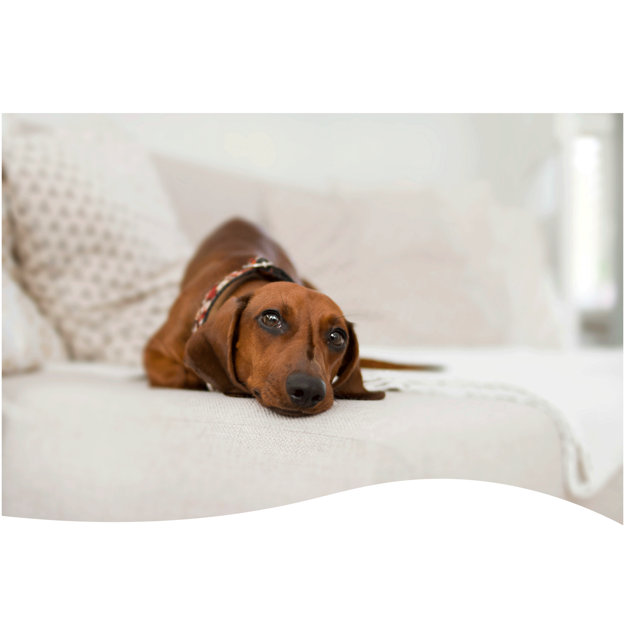 Second Home Dog