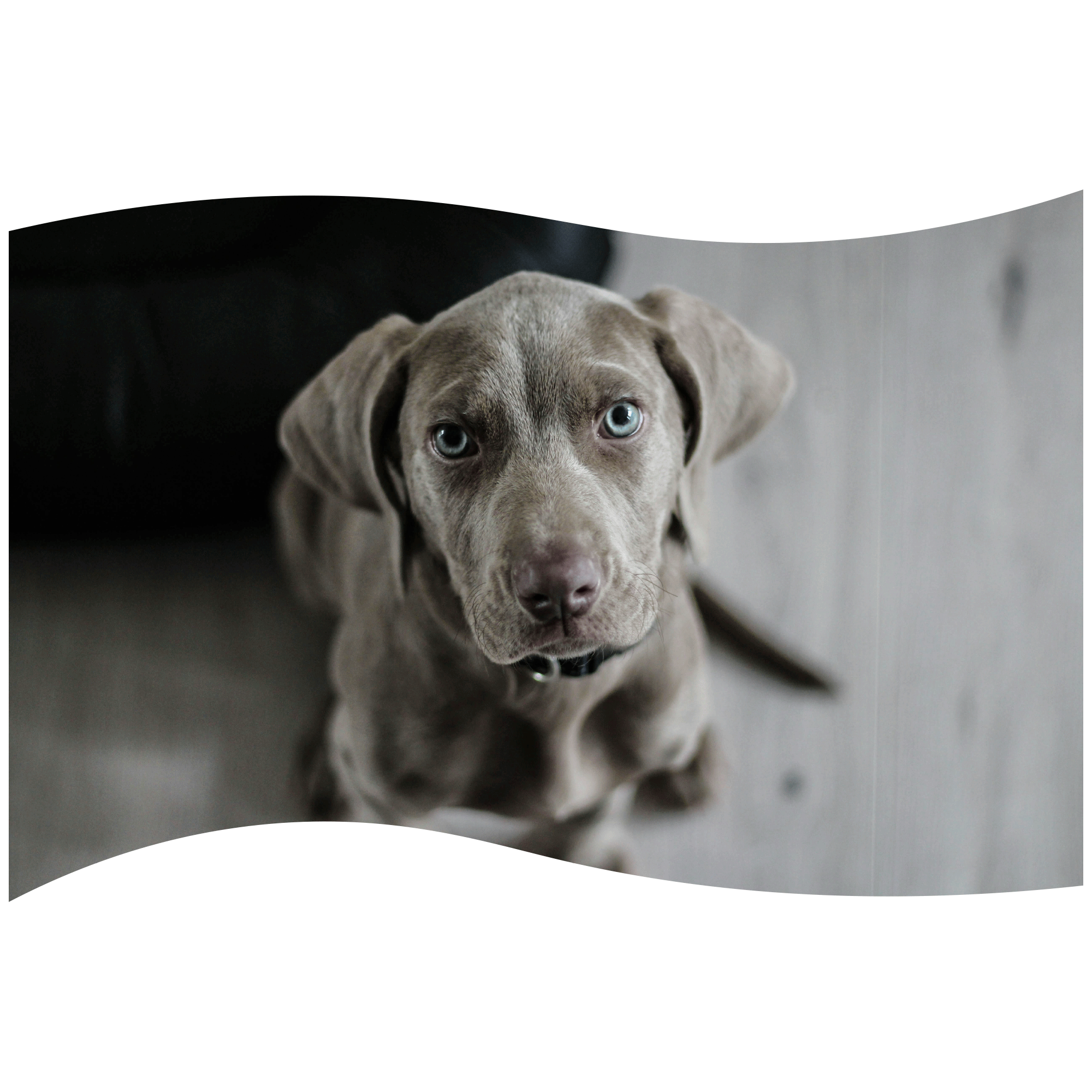 Third Home Dog