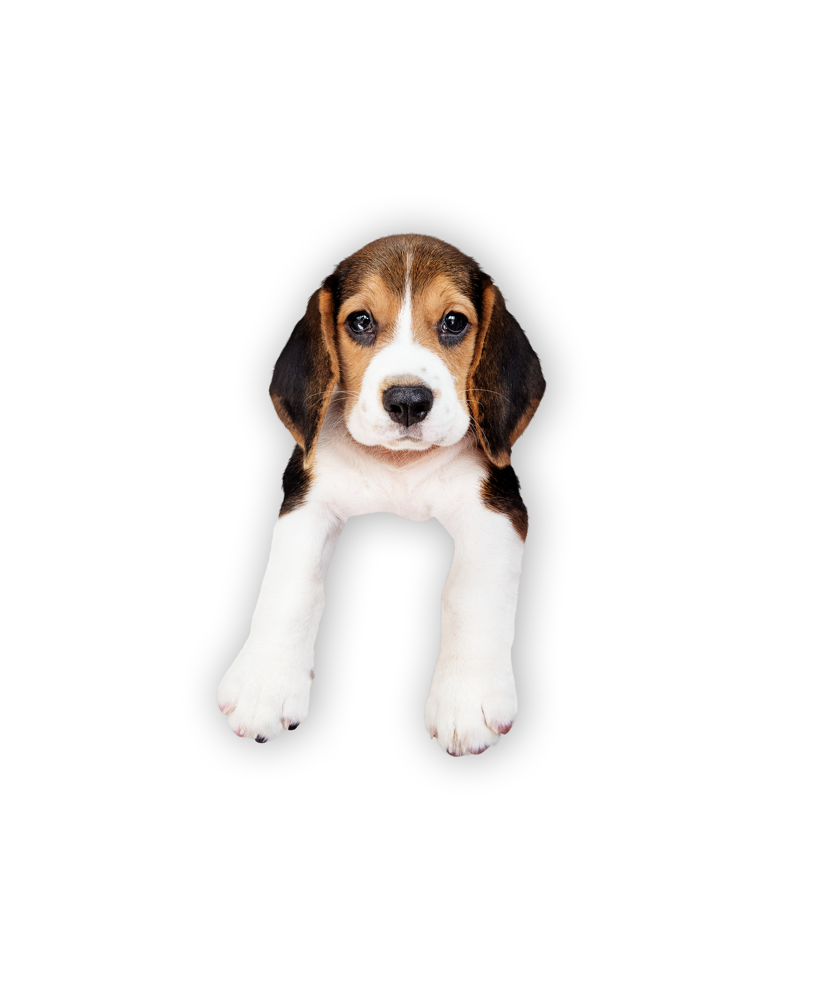 line_dog